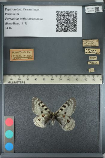 Media type: image;   Entomology 174549